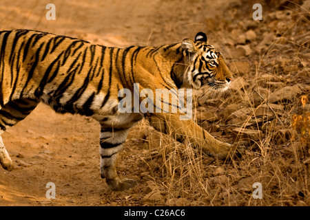 Tiger s'exécutant sur la piste forestière de la réserve de tigres de Ranthambore dans la lumière dorée au crépuscule Banque D'Images