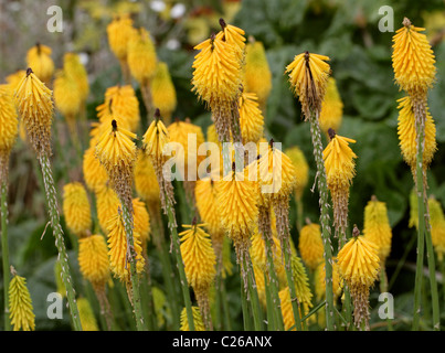 Lily torche ou Red Hot Poker, Kniphofia 'la Fuerza', Asphodelaceae, Afrique du Sud Banque D'Images