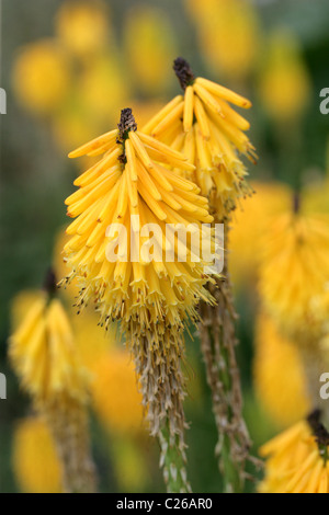 Lily torche ou Red Hot Poker, Kniphofia 'la Fuerza', Asphodelaceae, Afrique du Sud Banque D'Images