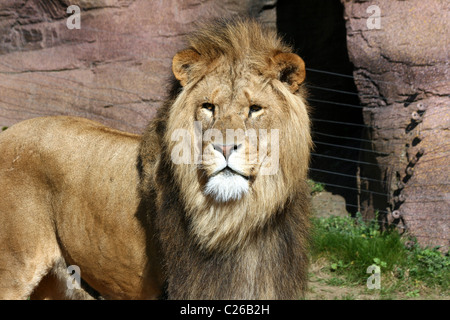 Un homme lion debout dans son enclos au Zoo de Colchester Banque D'Images