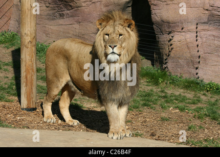 Un homme lion debout dans son enclos au zoo Banque D'Images