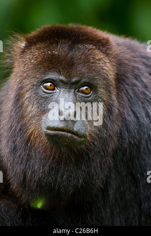 Close up de singe hurleur dans la nature, le Belize. Banque D'Images