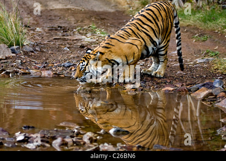 De Tigre un trou d'eau à Ranthambhore Banque D'Images