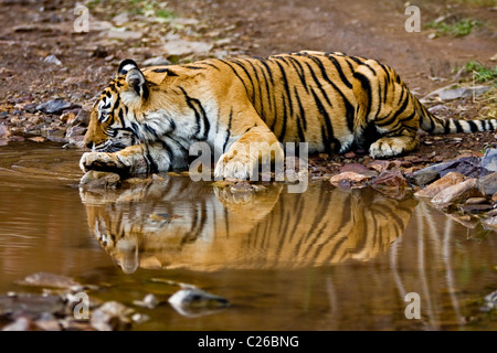 De Tigre un trou d'eau à Ranthambhore Banque D'Images