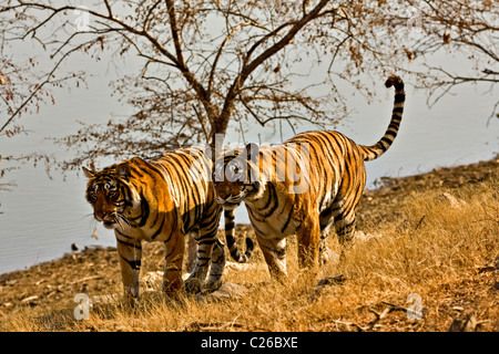 Deux tigres se déplacer sur les herbes sèches de la forêt décidue sèche de la réserve de tigres de Ranthambore Banque D'Images