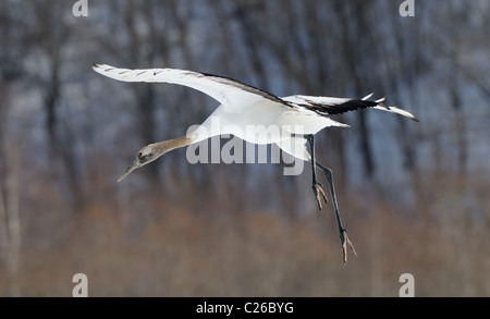 Deux Yinruilin aka Grues Japonaises, Grus japonensis voler au-dessus d'un champ neigeux et près de tree tops à Akan Hokkaido, Japon Banque D'Images