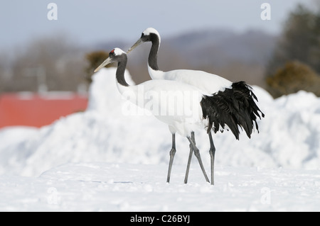 Deux Yinruilin aka Grues Japonaises, Grus japonensis voler au-dessus d'un champ neigeux et près de tree tops à Akan Hokkaido, Japon Banque D'Images