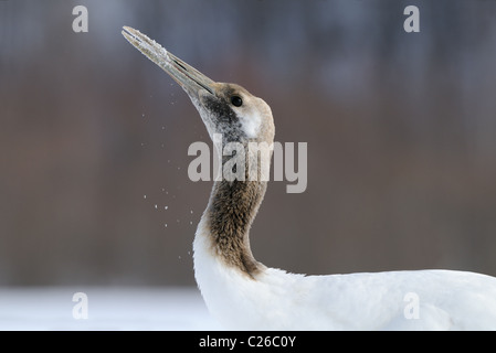 Deux Yinruilin aka Grues Japonaises, Grus japonensis voler au-dessus d'un champ neigeux et près de tree tops à Akan Hokkaido, Japon Banque D'Images