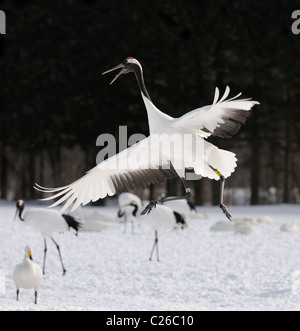 Deux Yinruilin aka Grues Japonaises, Grus japonensis voler au-dessus d'un champ neigeux et près de tree tops à Akan Hokkaido, Japon Banque D'Images