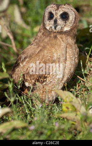 Stock photo d'un Africain marsh owl assis dans le pinceau en début de matinée. Banque D'Images