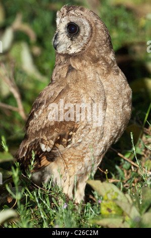 Stock photo d'un Africain marsh owl assis dans le pinceau en début de matinée. Banque D'Images