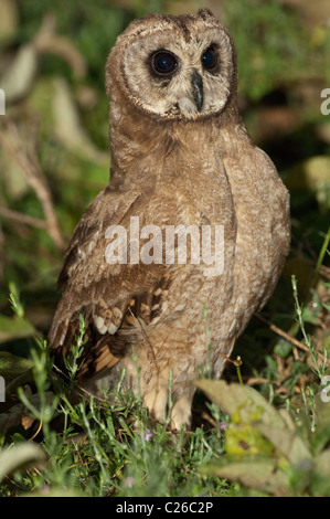 Stock photo d'un Africain marsh owl assis dans le pinceau en début de matinée. Banque D'Images