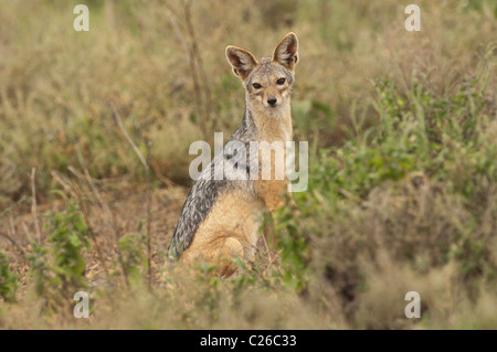 Stock photo d'un chacal à dos noir sur la savane du Serengeti. Banque D'Images