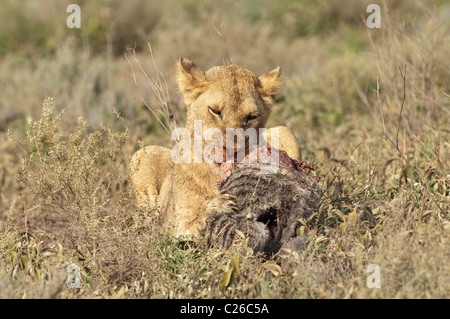 Stock photo d'un jeune lion à mâcher sur la carcasse d'un zèbre poulain. Banque D'Images