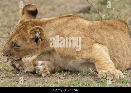 Stock photo d'un lion cub nettoyant sa patte arrière. Banque D'Images