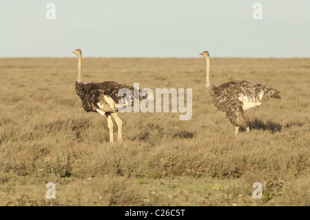 Stock photo de deux autruches masai sur les plaines du Serengeti. Banque D'Images