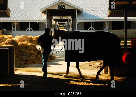 L'être ramené vers ses écuries à la suite de l'entraînement matinal à Keeneland Race Track Banque D'Images