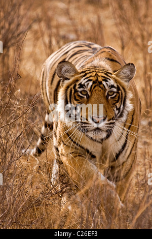 Harcèlement criminel sur la tête de tigre d'alerte dans les herbes sèches de la forêt décidue sèche de la réserve de tigres de Ranthambore Banque D'Images