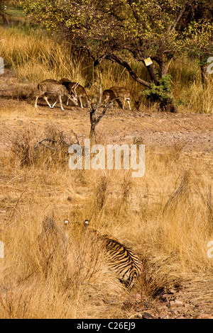 Tigre alerte stalking deer dans l'herbes sèches de la forêt décidue sèche de la réserve de tigres de Ranthambore Banque D'Images