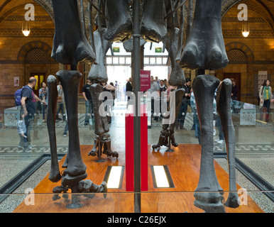 Vue de l'intérieur de l'entrée de National History Museum à Londres du hall central principal Banque D'Images