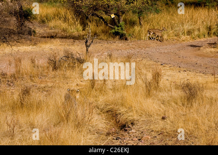 Tigre alerte stalking deer dans l'herbes sèches de la forêt décidue sèche de la réserve de tigres de Ranthambore Banque D'Images