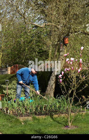 60 -65 ans masculins jardinier potager surélevée printemps Banque D'Images