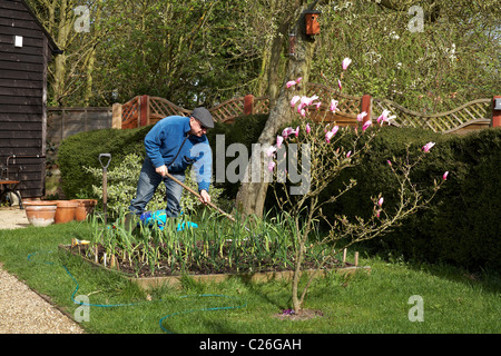 60 -65 ans masculins jardinier potager surélevée printemps Banque D'Images