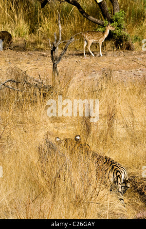 Tigre alerte stalking deer dans l'herbes sèches de la forêt décidue sèche de la réserve de tigres de Ranthambore Banque D'Images