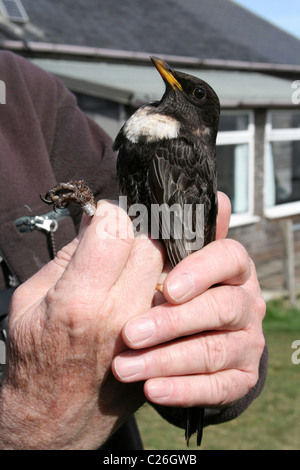 Deuxième Année Hommes Ring Ouzel Turdus torquatus dans la main après avoir été bagués à l'Observatoire d'oiseaux de Hilbre, Wirral, UK Banque D'Images