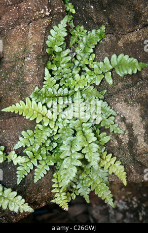 Asplenium marinum mer Spleenwort croissant dans une grotte marine sur l'Île Hilbre, Wirral, UK Banque D'Images