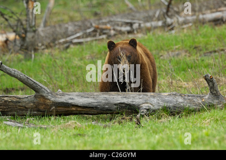 Grand Cinnamon Bear. Un gros ours noir cannelle l'alimentation dans une pluie légère dans le Parc National de Yellowstone Banque D'Images