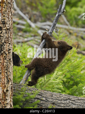 L'ours noir d'Oursons jouant dans la forêt. Banque D'Images