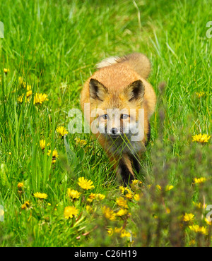 Bébé renard rouge qui traverse le pissenlit Banque D'Images