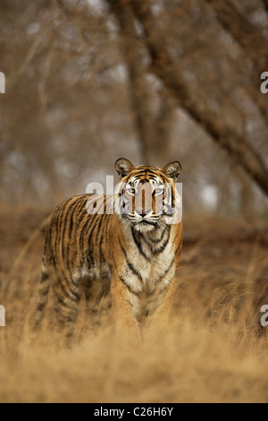 Déménagement tigre dans la réserve de tigres de Ranthambore Banque D'Images