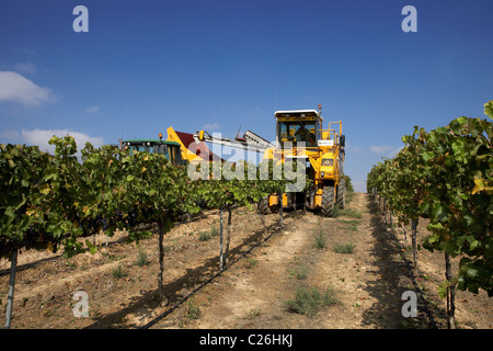 Moissonneuse-batteuse, sur une vigne en LLeida Raimat Banque D'Images