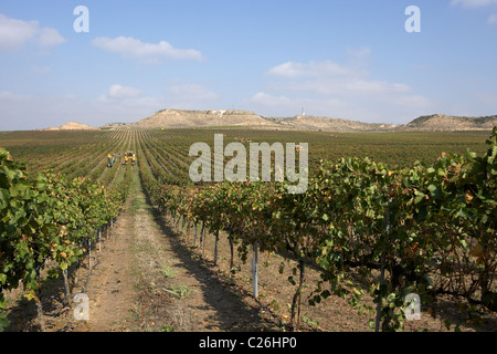 Moissonneuse-batteuse, sur une vigne en LLeida Raimat Banque D'Images