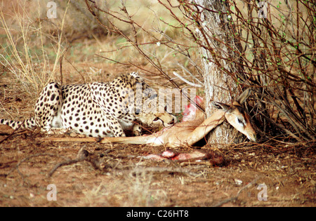 Cheetah avec kill, (un Gerenuk ou la Gazelle de Waller) dans les Samburu Game Reserve dans le district nord du Kenya. Banque D'Images