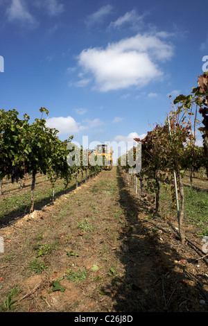 Moissonneuse-batteuse, sur une vigne en LLeida Raimat Banque D'Images