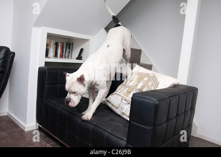 Old Tyme bulldog saute au-dessus de meubles de salon Banque D'Images