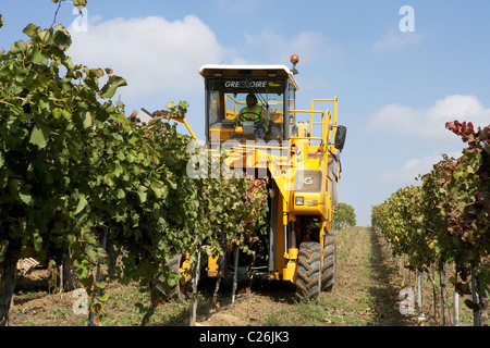 Moissonneuse-batteuse, sur une vigne en LLeida Raimat Banque D'Images