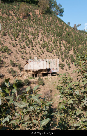 Trek de Nahmsen à Hsipaw. Le nord de l'État Shan. Myanmar Banque D'Images