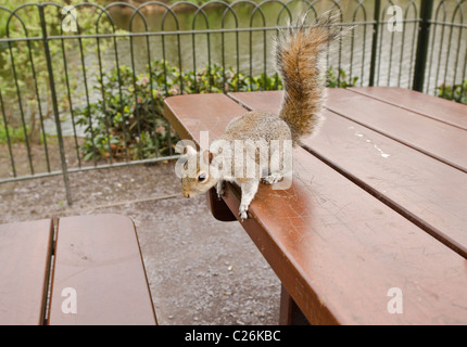 L'écureuil gris Sciurus carolinensis sur table St James's Park, Westminster London UK Banque D'Images