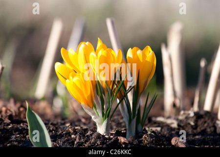 Crocus jaunes Banque D'Images