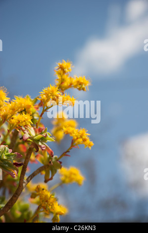 Close-up de Sedum Palmeri plante succulente de fleurs, contre un ciel bleu, la saison du printemps. Banque D'Images