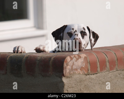 Sur un mur à la Dalmatie, UK Banque D'Images