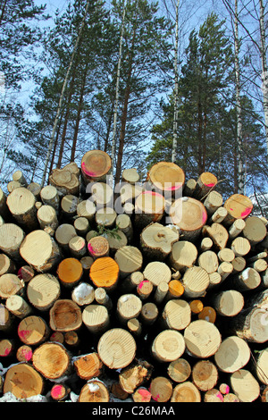 Grumes en bois empilées en Forêt, Vue verticale Banque D'Images