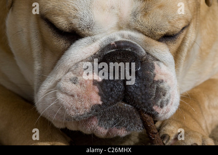 Couchage British Bulldog Banque D'Images