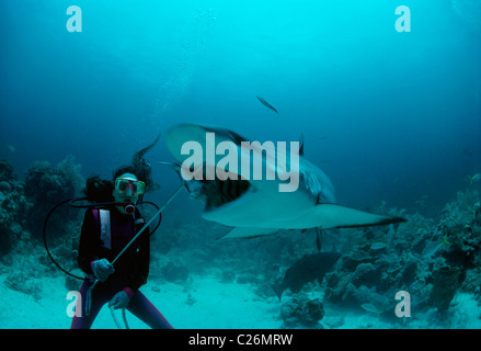 Gestionnaire rss requin requin de récif des Caraïbes (Carcharhinus perezi). Bahamas, mer des Caraïbes Banque D'Images