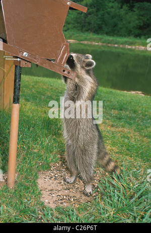 Le raton laveur (Procyon lotor) gère adroitement une preuve d'écureuil mangeoire pour les semences et s'étend jusqu'à prendre une collation sur la pelouse, USA Banque D'Images