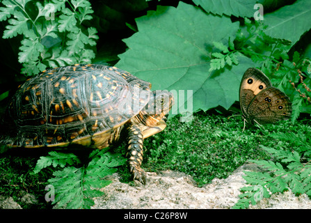 Tortue boîte ornée de sexe féminin se retrouve face à face avec un beau bois commun nymphe (Cercyonis pegala) Banque D'Images